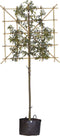 Portugese laurier leiboom 150 cm | Prunus lusitanica 6-10 cm 150 cm| Bomenbezorgd.nl