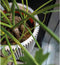Capi Europe - Vaas elegant laag Groove NL - 46x58 - Ivoor - Opening Ø38 - Bloempot voor binnen en buiten - Levenslang garantie - Breukbestendig - 100% Recyclebaar - CO2 Neutraal geproduceerd - KGVI783