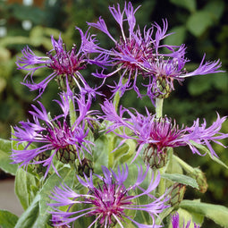Centaurea montana 'Grandiflora'