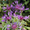 Centaurea montana 'Grandiflora'