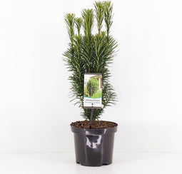 Cephalotaxus harringtonia fastigiata 55 cm