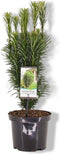 Cephalotaxus harringtonia fastigiata 55 cm