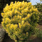 Cephalotaxus harringtonii 'Korean Gold' - Knoptaxus - 30-40 cm - Pot 3 Liter