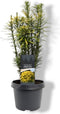 Cephalotaxus harringtonii 'Korean Gold' - Knoptaxus - 30-40 cm - Pot 3 Liter