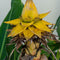 Plant in a Box - Musella lasiocarpa - Fruitboom - Set van 2 - Pot 9cm - Hoogte 25-40cm