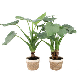 Alocasia Cucullata op stam in Noah Korb ↨ 45cm - 2 stuks - hoge kwaliteit planten