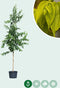 Zevenzonenboom hoogstam 250 cm | Heptacodium Miconioides 8-12 cm 100-120 cm hoog, zonder pot| Bomenbezorgd.nl