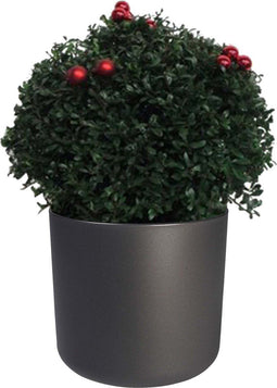 FloriaFor - Ilex Crenata Stokes X-mas In ELHO B.for Soft Rond Sierpot (antraciet) - - ↨ 45cm - ⌀ 30cm