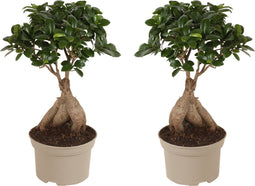Plant in a Box - Ficus Ginseng - Set van 2 - Japanse Bonsai Kamerplanten - Pot 15cm - Hoogte 35-40cm