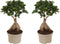 Plant in a Box - Ficus Ginseng - Set van 2 - Japanse Bonsai Kamerplanten - Pot 15cm - Hoogte 35-40cm
