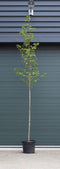 Magnolia Spectrum Magnolia Spectrum h 350 cm st. omtrek 11 cm st. h...