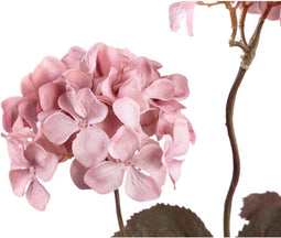 PTMD Gedroogde Hortensia Droogbloem - 43x23x77 cm - Kunststof - Roze