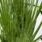 Plant in a Box - Mix van 3 Palmen - Kamerplanten - Phoenix - Yucca Washingtonia - Pot 14/15cm - Hoogte 50-70cm