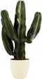 Euphorbia Erytrea Canarias met Elho sierpot (Brussels Round Soap) ↨ 80cm - hoge kwaliteit planten