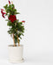 Plant in a Box - Mandeville 'Rio Deep Red' - Dipladenia - Bloeiende tuinplant - Klimplant - Terras- en balkon plant - Pot 17cm - Hoogte 60-70cm