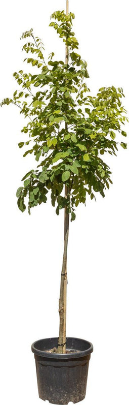 Japanse zilverboom | Maackia amurensis 6-8 cm | Bomenbezorgd.nl