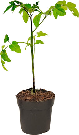 Plant in a Box - TomTato - Tomaat en Aardappel in één - Unieke Groenteplant - Pot 10.5cm - Hoogte 25-40cm