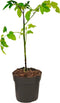 Plant in a Box - TomTato - Tomaat en Aardappel in één - Unieke Groenteplant - Pot 10.5cm - Hoogte 25-40cm