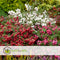 Plant in a Box - Gaultheria mucronata - Rode Pernettya in Mand - Parelbes - Winterharde groenblijvende plant - Pot 17cm - Hoogte 25-40cm