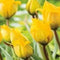 JUB - Tulipa sylvestris