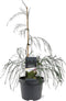 Chamaecyparis law. Drooping Solo 40-50 cm Conifeer