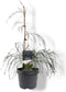 Chamaecyparis law. Drooping Solo 40-50 cm Conifeer
