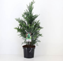 Chamaecyparis lawsonia 'Columnaris'; Totale hoogte 50-60cm incl. Ø19cm pot | Prachtige kegelvormige cipres | Californische cipres