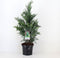 Chamaecyparis lawsonia 'Columnaris'; Totale hoogte 50-60cm incl. Ø19cm pot | Prachtige kegelvormige cipres | Californische cipres
