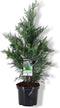 Chamaecyparis lawsonia 'Columnaris'; Totale hoogte 50-60cm incl. Ø19cm pot | Prachtige kegelvormige cipres | Californische cipres
