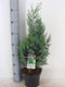 Chamaecyparis lawsonia 'Columnaris'; Totale hoogte 50-60cm incl. Ø19cm pot | Prachtige kegelvormige cipres | Californische cipres
