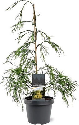 Chamaecyparis lawsoniana 'Karaca' - Schijncipres - Planthoogte: 40-50 cm - Pot Ø 19 cm (3 liter)