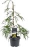 Chamaecyparis lawsoniana 'Karaca' - Schijncipres - Planthoogte: 40-50 cm - Pot Ø 19 cm (3 liter)