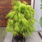 Chamaecyparis lawsoniana 'Karaca' - Schijncipres - Planthoogte: 40-50 cm - Pot Ø 19 cm (3 liter)