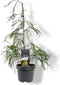 Chamaecyparis lawsoniana 'Karaca' - Schijncipres - Planthoogte: 40-50 cm - Pot Ø 19 cm (3 liter)