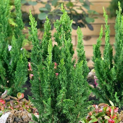 Chamaecyparis lawsoniana 'Little Spire' - Dwergcipres - Planthoogte: 30-40 cm - Pot Ø 19 cm (3 Liter)