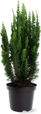 Chamaecyparis lawsoniana 'Little Spire' - Dwergcipres - Planthoogte: 30-40 cm - Pot Ø 19 cm (3 Liter)