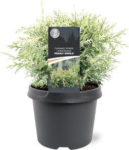 Chamaecyparis lawsoniana 'Pearly Swirls' - Schijncipres - 25-30 cm - Pot 3 Liter