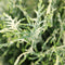 Chamaecyparis lawsoniana 'Pearly Swirls' - Schijncipres - 25-30 cm - Pot 3 Liter