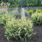 Chamaecyparis lawsoniana 'Pearly Swirls' - Schijncipres - 25-30 cm - Pot 3 Liter