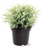 Chamaecyparis lawsoniana 'Pearly Swirls' - Schijncipres - 25-30 cm - Pot 3 Liter