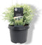 Chamaecyparis lawsoniana 'Pearly Swirls' - Schijncipres - 25-30 cm - Pot 3 Liter