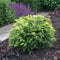 Chamaecyparis lawsoniana 'Sunkist' - Schijncipres - Planthoogte: 30-40 cm - Pot Ø 23 cm (5 liter)