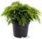 Chamaecyparis lawsoniana 'Sunkist' - Schijncipres - Planthoogte: 30-40 cm - Pot Ø 23 cm (5 liter)