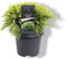 Chamaecyparis lawsoniana 'Sunkist' - Schijncipres - Planthoogte: 30-40 cm - Pot Ø 23 cm (5 liter)