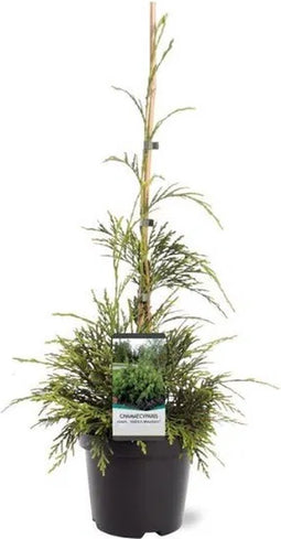 Chamaecyparis nootkatensis 'Aldrich Mountain' - Nootkacipres - 40-50 cm - Pot 3 Liter