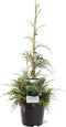 Chamaecyparis nootkatensis 'Aldrich Mountain' - Nootkacipres - 40-50 cm - Pot 3 Liter