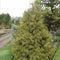 Chamaecyparis nootkatensis 'Aldrich Mountain' - Nootkacipres - 40-50 cm - Pot 3 Liter