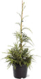 Chamaecyparis nootkatensis 'Aldrich Mountain' - Nootkacipres - 40-50 cm - Pot 3 Liter