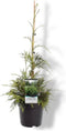 Chamaecyparis nootkatensis 'Aldrich Mountain' - Nootkacipres - 40-50 cm - Pot 3 Liter