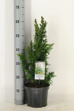 Chamaecyparis obtusa `Draht´; Totale hoogte 60-70cm incl. Ø19cm pot | Hinoki cipres | Wintergroen en winterhard tot -25℃